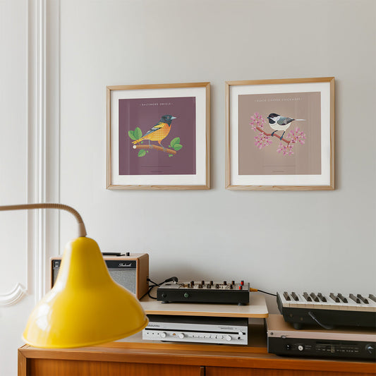 Black-capped Chickadee