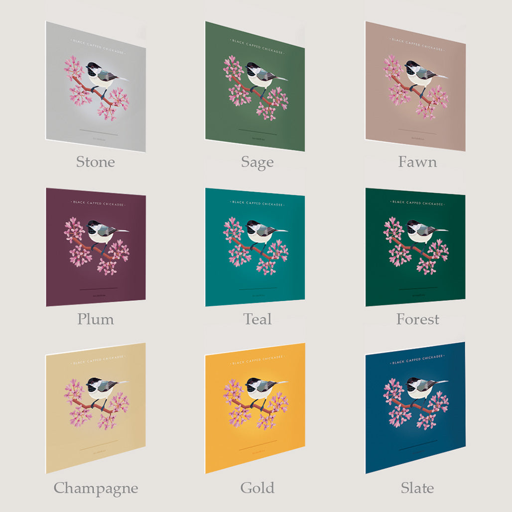 Black-capped Chickadee