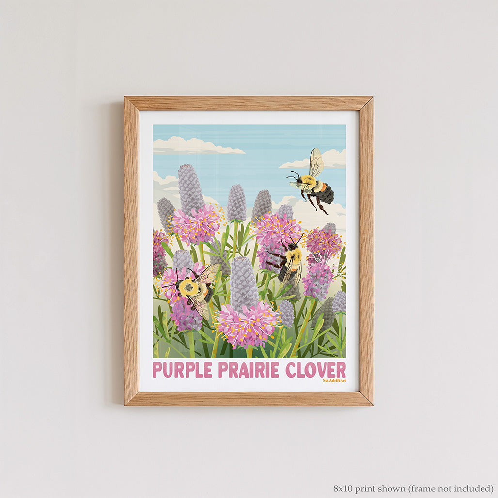 Purple Prairie Clover