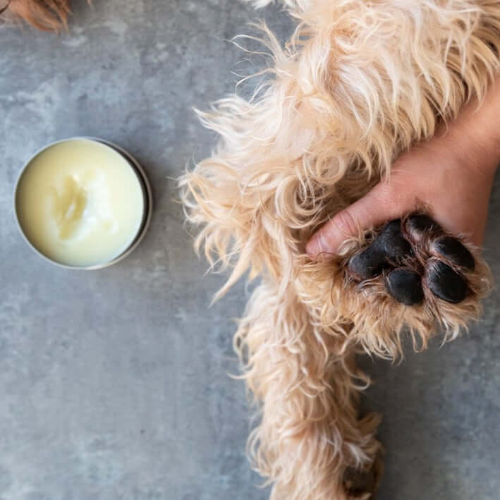paw-tector balm