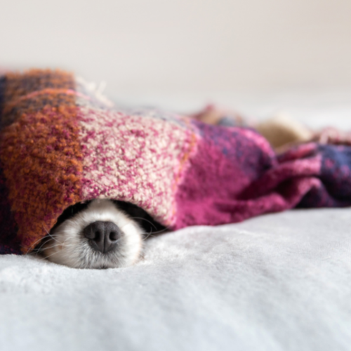 Cozy Blanket Soy Candle