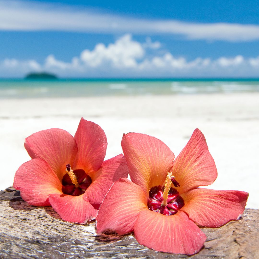 Island Hibiscus Soy Candle