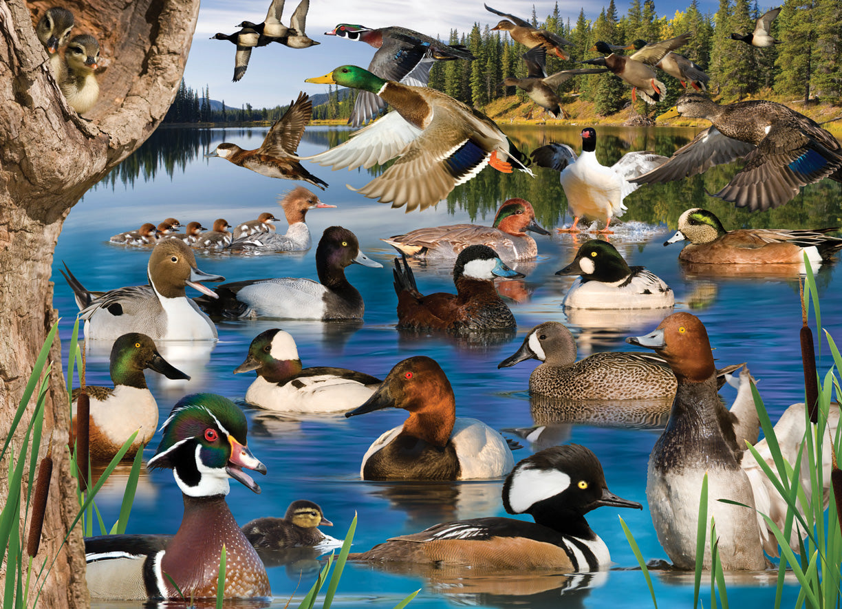 Waterfowl Wonders