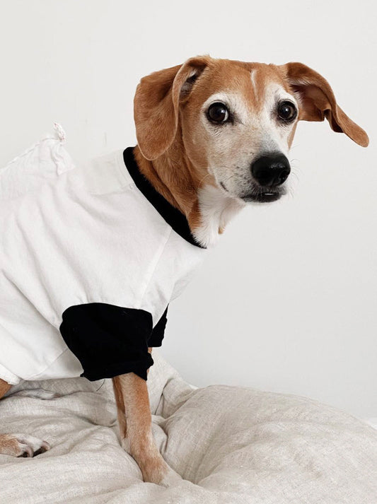 Classique Baseball Tee (Only Dog Sizes Left)