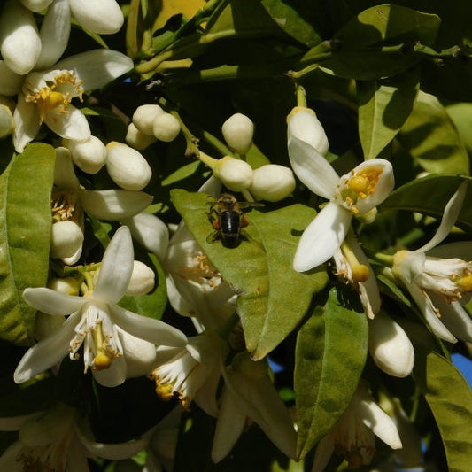 Neroli Blossom Soy Candle