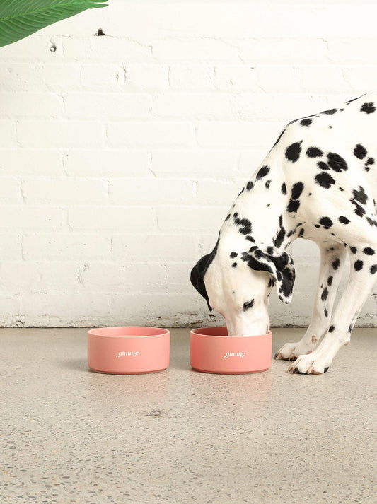 Ceramic Dog Bowl