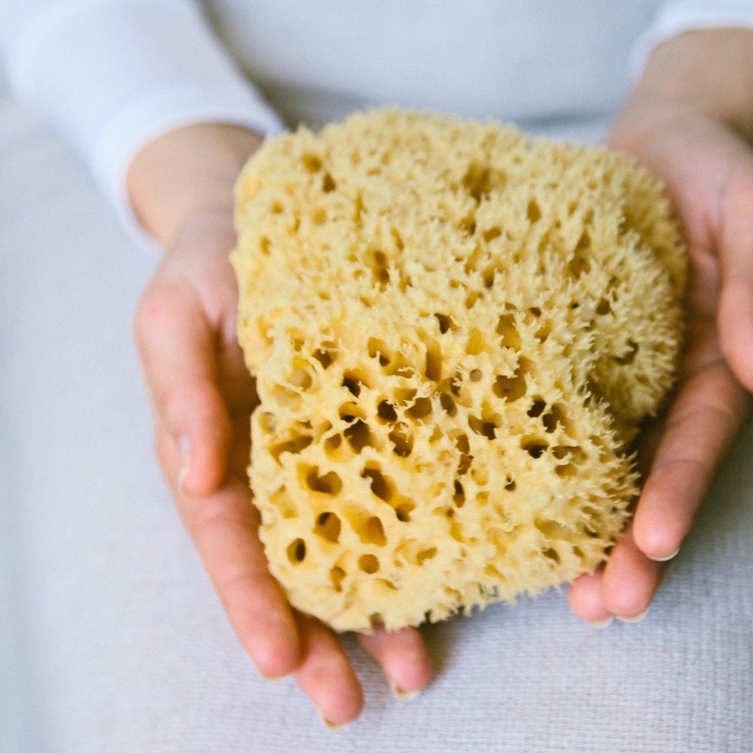 Sea Sponge, Sustainably Harvested