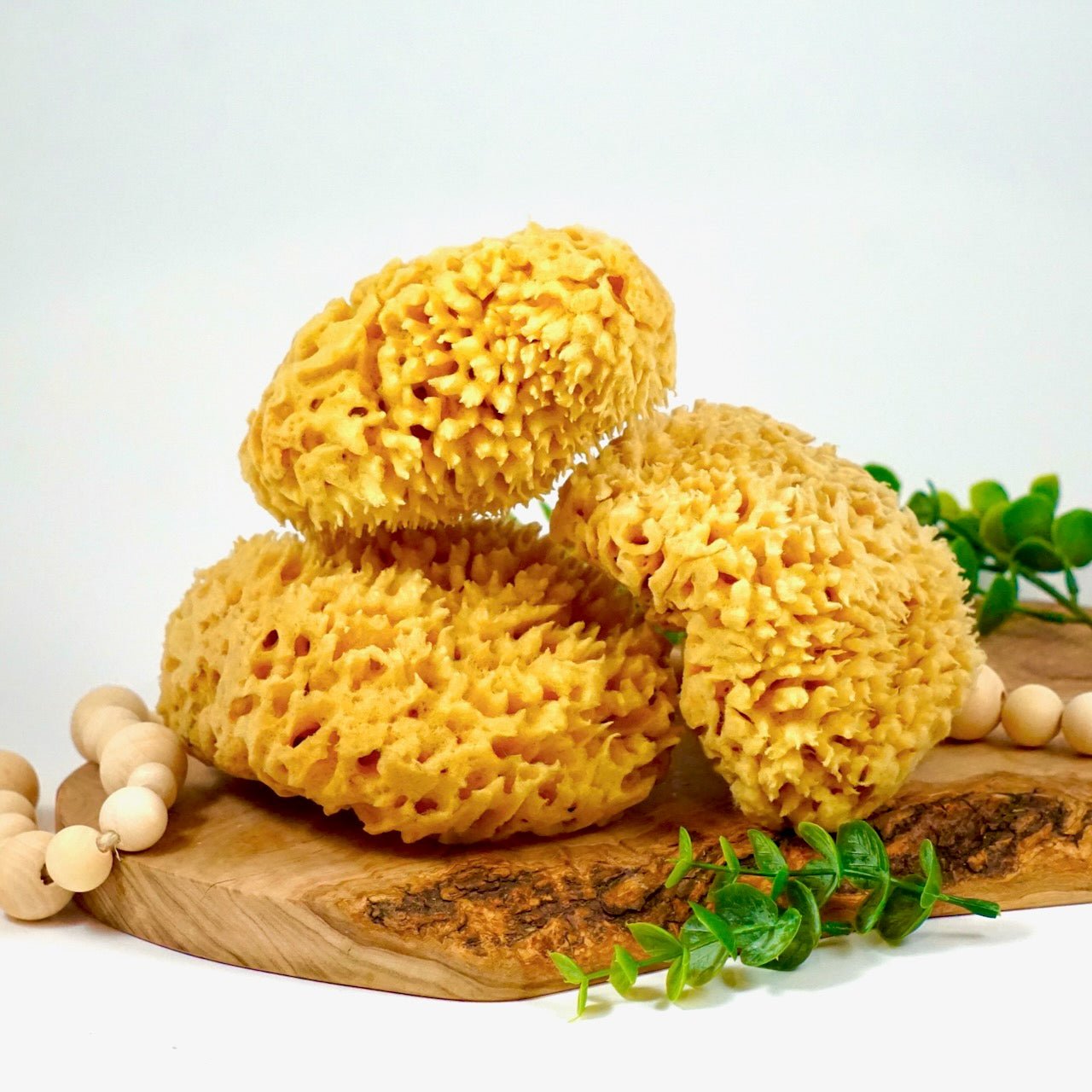 Sea Sponge, Sustainably Harvested